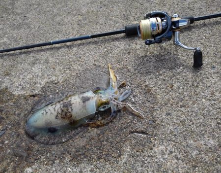 越前海岸でエギング